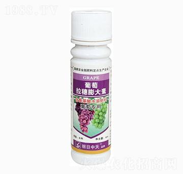 葡萄拉穗膨大素-中天肥業(yè)