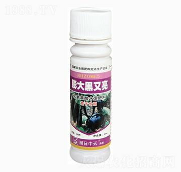 茄子膨大黑又亮-中天肥業(yè)