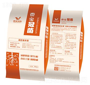 ̩���ھ�-̩������