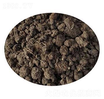 �w��ţ�S-ʥ������