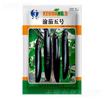 ����5̖-�ƹ�N��