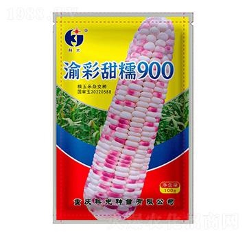 渝彩甜糯900-科光種苗