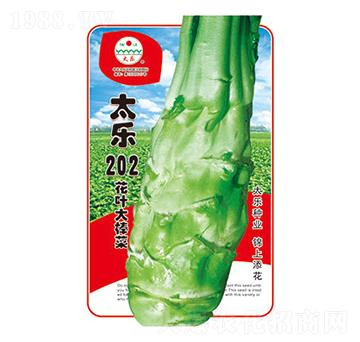 棒菜種子-太樂202-太樂種業(yè)