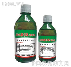 ���G�̌�-40%��������