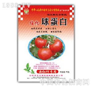 ���A��-ֲ���򵰰����t������