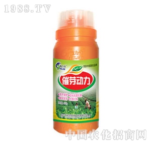 ��ԣ����-��ѿ����