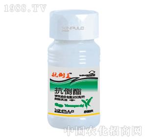 ���՘�-������